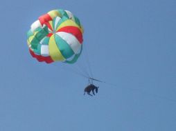 La policía regional investigará para inculpar a los responsables por crueldad hacia los animales. AFP  /