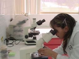 La otra parte de la investigación consiste en entender la biología del cáncer. ARCHIVO  /