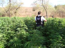 Mientras que en México se destruyen plantíos de mariguana, en Oakland se aprobó su venta como remedio terapéutico. EL UNIVERSAL  /