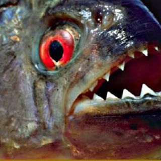 Un pescador encuentra pirañas en el río Drava en Croacia