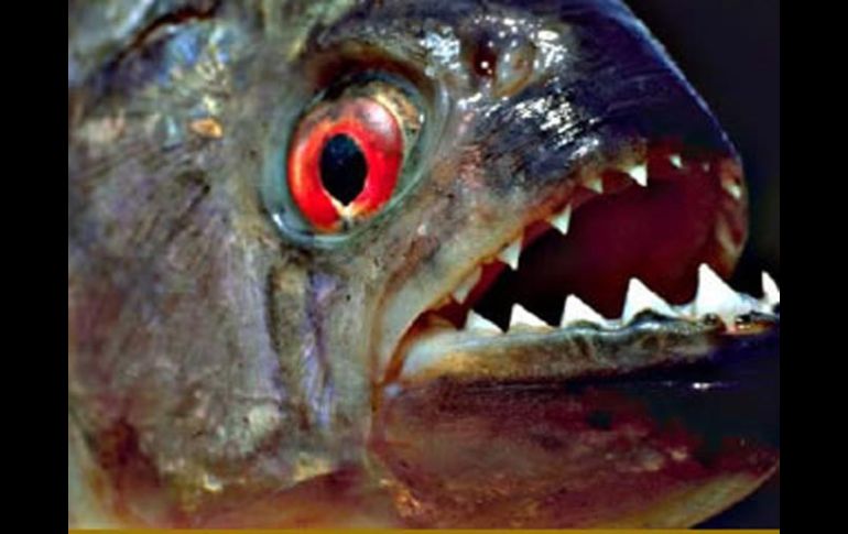 Han confirmado que se trata de una piraña auténtica. ESPECIAL  /