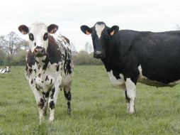 La revisión de las medidas de prevención de las 'vacas locas' ha comenzado a discutirse ahora. ESPECIAL  /