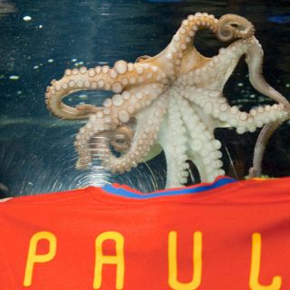 El pulpo Paul protagonista de un 'thriller' chino