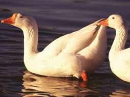 Han propuesto la eliminación por 'eutanasia' de dos tercios de la población de gansos canadienses. ESPECIAL  /