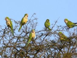 Autoridades ejecutarán un plan para controlar a la población de aves. ESPECIAL  /