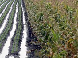 Tan sólo en lo que se refiere al maíz, este año esperan cosechas mínimas de 14 toneladas por hectárea. ARCHIVO  /