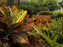 Una de las plantas ayudaría a prevenir y tratar los miomas uterinos. ARCHIVO INFORMADOR  /