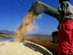 Una báscula manipulada podría ocultar hasta una tonelada y media de una entrega de granos de 20 toneladas. ARCHIVO  /