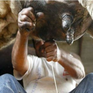 Proponen productores a Liconsa procesar 100 mil litros de leche al día