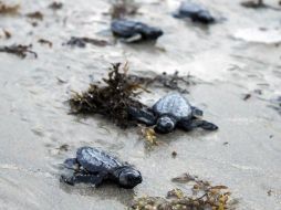 Tortugas golfinas, una especie en peligro de extinción, avanzan hacían el mar tras ser liberadas. AP  /