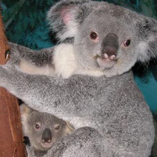 Los marsupiales de Australia tienen sus ancestros en América del Sur