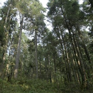 El nitrógeno en árboles condiciona su edad y tamaño