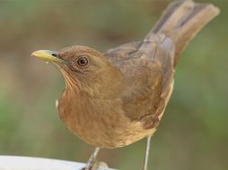 En la imagen el ave Xcoquita (Turdus grayi). ID  /