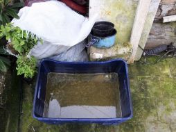 Además de los mosquitos que transmiten dengue o paludismo, hay otros insectos vectores como algunos gusanos y chinches. ARCHIVO  /