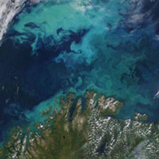 El fitoplancton disminuye en cantidad en los océanos