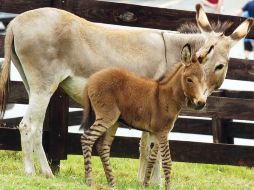 El animal tiene rayas negras en lugares muy visibles en las patas y parte del frente de la cabeza. AP  /