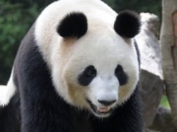 Actualmente hay unos mil 600 animales de esta especie en libertad. AFP  /