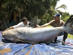 El pez gato gigante del Mekong llega a medir hasta 3 metros y pesa 350 kilos. ELMUNDO.ES  /
