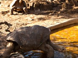 El Comité de Patrimonio Mundial de la Unesco decidió retirar de su lista de 'bienes en peligro' a las Islas Galápagos. EFE  /