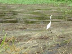 El plan probablemente no producirá ganancias a los agricultores. ESPECIAL  /
