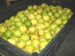 Cuatro mil hectáreas de este fruto en el país estén certificadas para la exportación. ESPECIAL  /