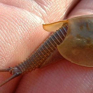 La gamba es el ser vivo más viejo del planeta