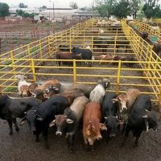 Sagarpa pide no politizar al rastro de Acatlán