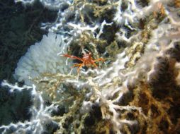 Coral Lophelia pertusa, con una langosta que es parte de su fauna. ELMUNDO.ES  /