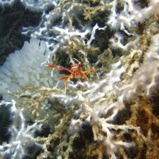 Descubren el arrecife de coral frío mayor del mundo