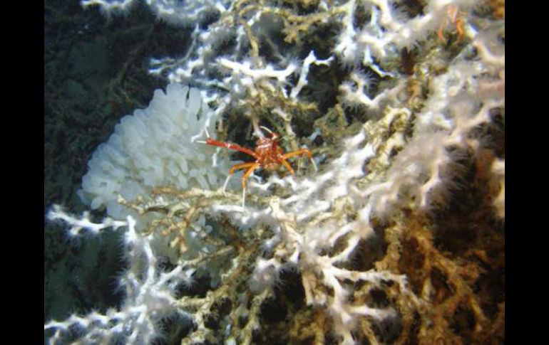 Coral Lophelia pertusa, con una langosta que es parte de su fauna. ELMUNDO.ES  /