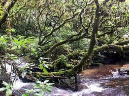 Imagen de la selva tropical de Atsinanana considerada un patrimonio protegido. UNESCO  /
