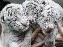 El evento tiene el objetivo de crear conciencia. ESPECIAL  /