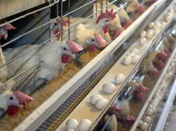 El huevo contiene lecitina, ácido fólico y  proteína, por lo que se recomienda su consumo a toda la población. ARCHIVO  /