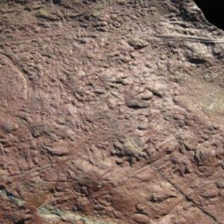 Encuentran las huellas de reptil más antiguas