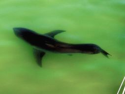 Los cazadores del tiburones solo aprevechan las aletas de este animal, el resto lo tiran al mar. EFE  /