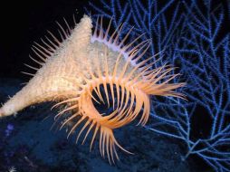 Un Actinoscyphia SP, a unos mil 500 metros de profundidad en el Golfo de México. EFE  /