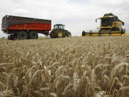 Expertos dicen que la cosecha de cereales puede caer a 70 millones de toneladas, 20 millones menos que el año pasado. REUTERS  /