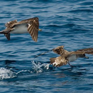 El analizar las plumas de aves marinas permite averiguar su origen y destino