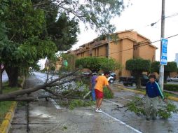 Debido a la caída de algunos árboles por la lluvia de anoche, 68 zonas de la ZMG se encuentran sin suministro eléctrico.  ARCHIVO  /