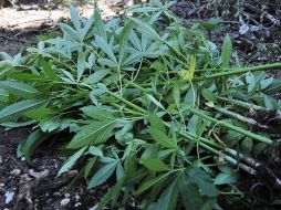 Decomisaron casi una tonelada de mariguana. EFE  /