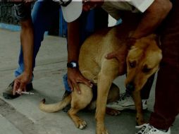 Durante el primer semestre de 2010, el Centro de Sanidad animal aplicó 10 mil 833 vacunas antirrábicas. ARCHIVO  /