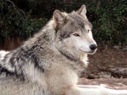 En diciembre del 2009, la población de lobos grises del norte de las Rocallosas estaba estimada en mil 700 animales. ESPECIAL  /