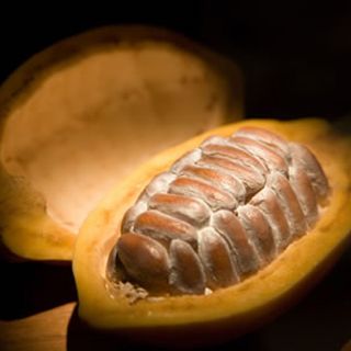 Impulsan programa para rescatar cacao criollo en Chiapas