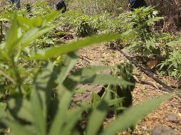 El sonido natural de la sierra fue interrumpido por una lucha por una planta aparentemente indefensa. ARCHIVO  /