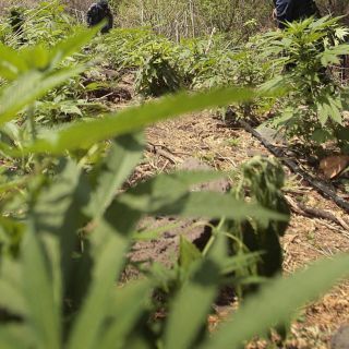 La ruptura del eco de la sierra