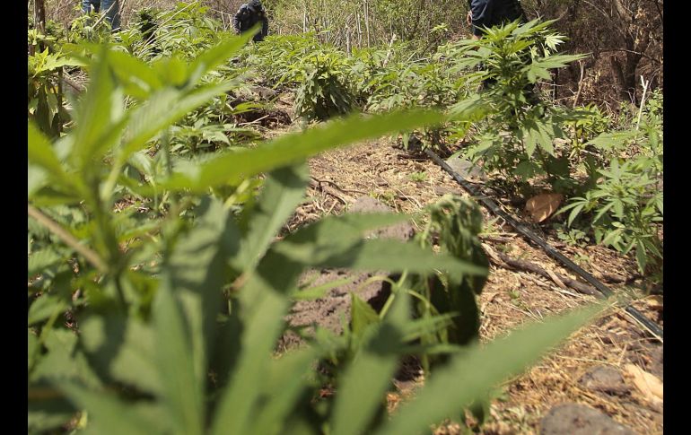 El sonido natural de la sierra fue interrumpido por una lucha por una planta aparentemente indefensa. ARCHIVO  /