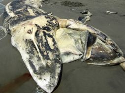 Especialistas tomaron muestras del tejido óseo del mamífero para determinar las causas reales de su muerte. EFE  /