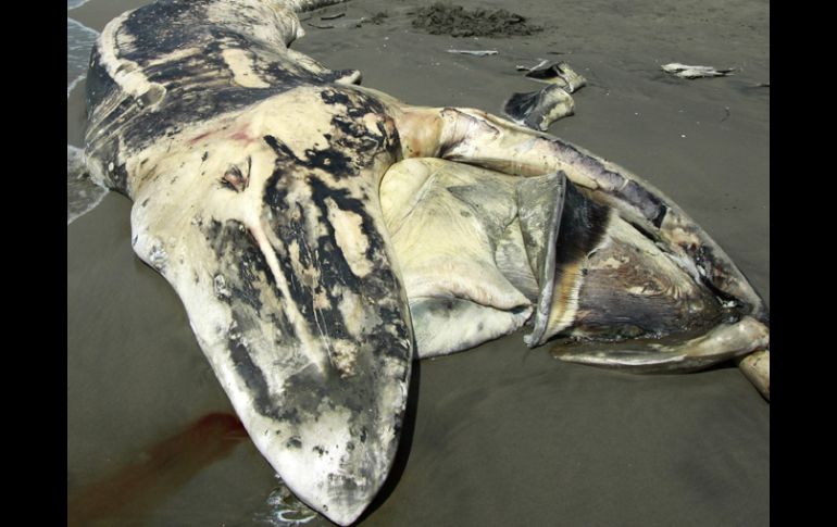 Especialistas tomaron muestras del tejido óseo del mamífero para determinar las causas reales de su muerte. EFE  /