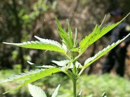 Los plantíos fueron destruidos luego de que se dio fe ministerial. ARCHIVO  /