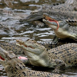 El clima favorece que haya más cocodrilos machos que hembras